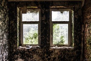 Fensterpilzblick im Harz