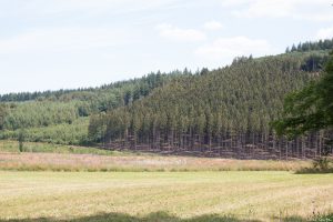 Blick aus dem Autofenster II