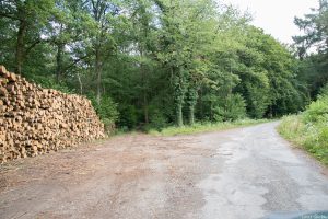 Waldbeginn