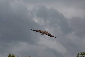 Anflug mit Geschrei